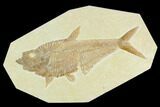 Fossil Fish (Diplomystus) - Green River Formation #130311-1